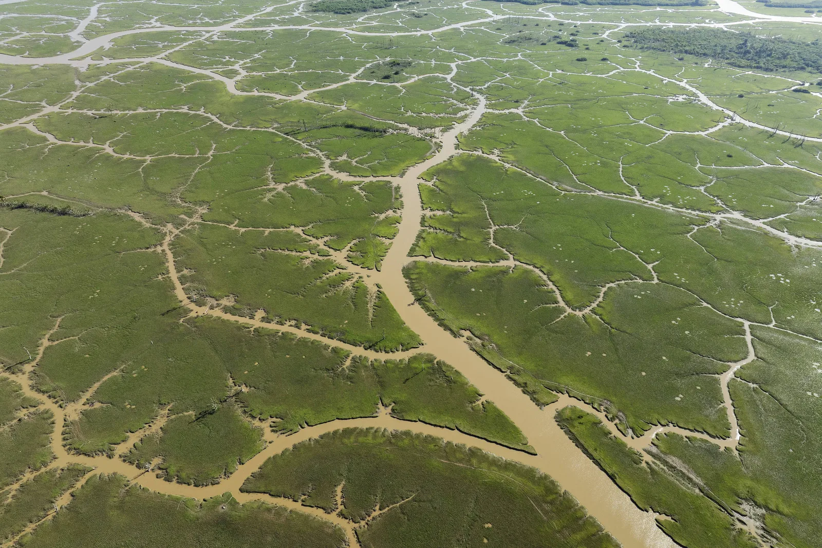 Rio Araguari muda de curso após avanço de valas e criação de búfalos no Amapá